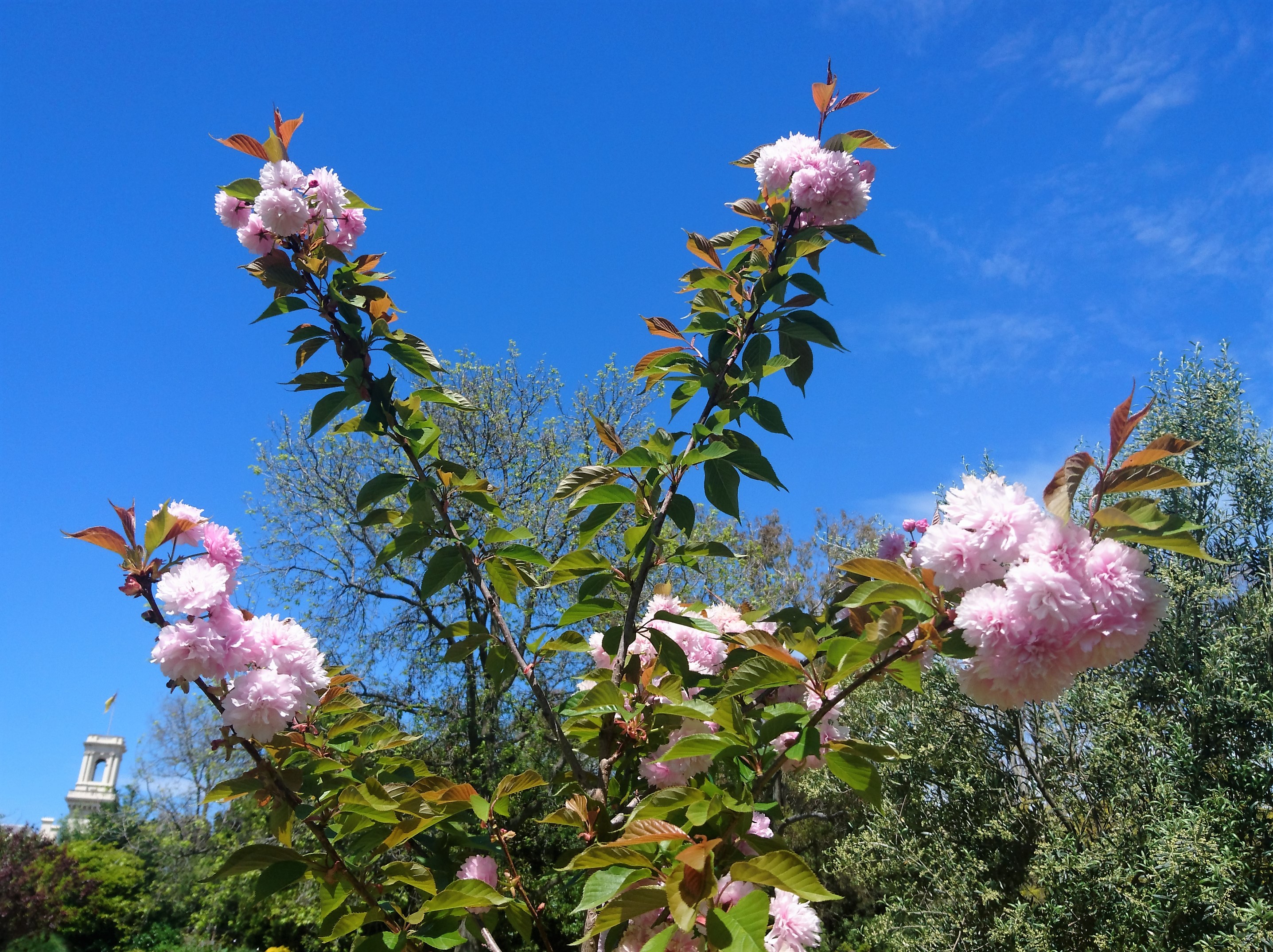 桜 Japanese Society Of Melbourne Page 2